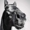 Close-up of a dog's face in black and white, showing expressive features.