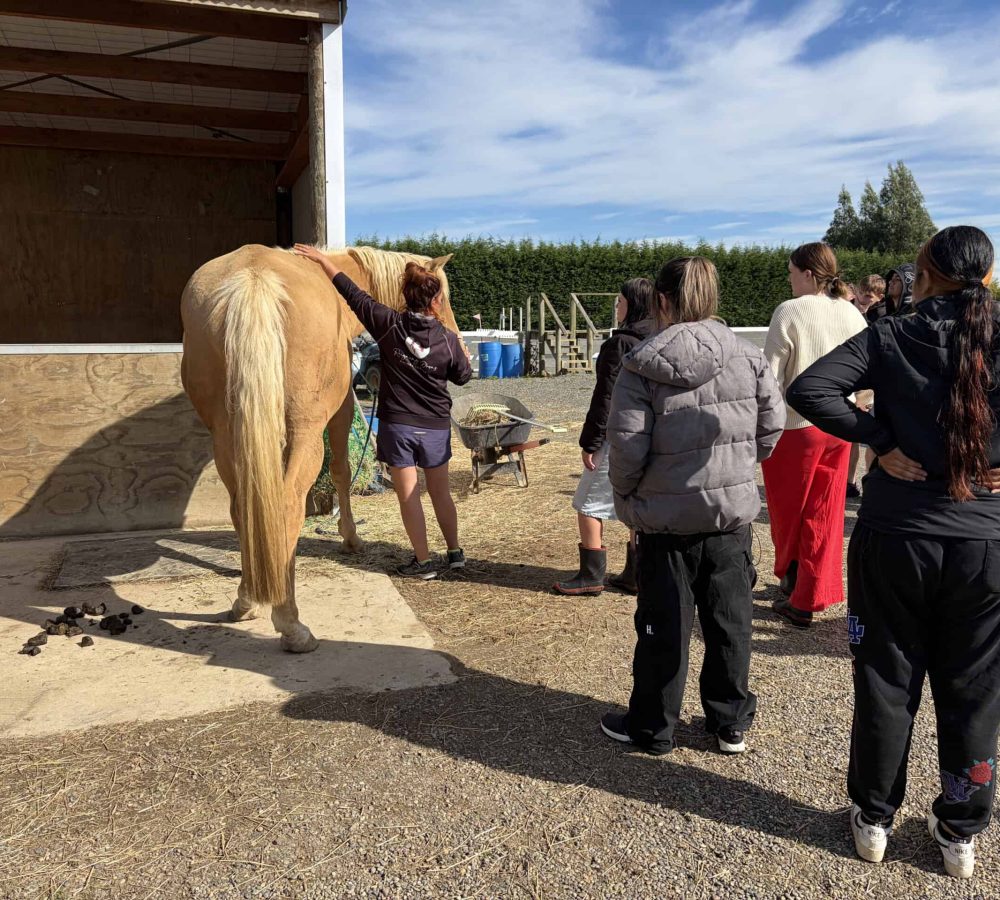 Group of people grooming a horse at Reigning Downs Hauora Centre in New Zealand.