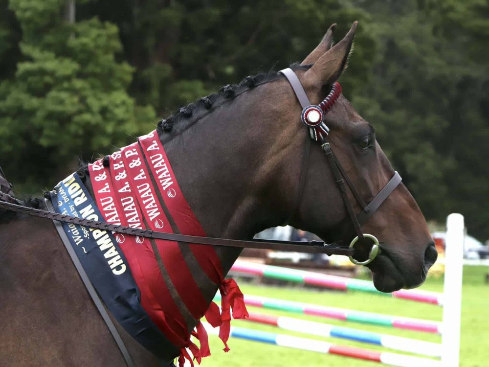 Horse with medals at an equestrian event in a green field.