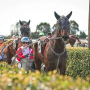 Horses and drivers at a harness racing event in New Zealand.